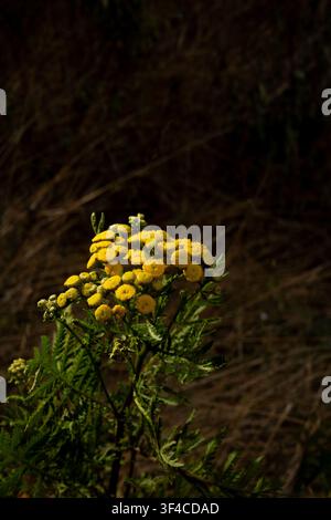 Fiori giallo brillante si ergono alti in un campo circondato da erba secca. La luce del sole splende sulle fiori, evidenziandone il colore e la forma. Foto Stock