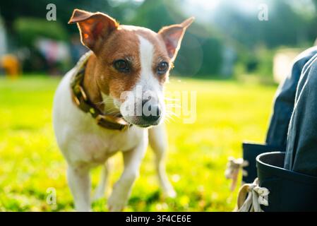 Jack Russell Terrier vigile si trova in un prato erboso verde, guardando la telecamera come fedele animale domestico. Compagno canino curioso osserva l’ambiente con uno sguardo concentrato. Foto Stock