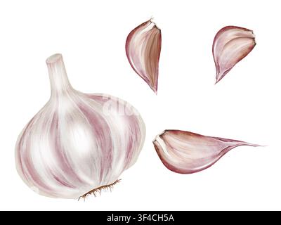Set di acquerelli all'aglio. Goccetta d'aglio disegnata a mano su sfondo bianco isolato. Clip art di spezia naturale. Ideale per menu di ristoranti, libri di ricette e Foto Stock