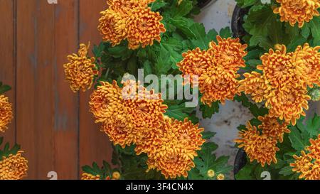 Fiori di crisantemo arancione brillante circondati da una vegetazione verde rigogliosa. Sfondo floreale dettagliato adatto per il giardinaggio autunnale, decorazione stagionale Foto Stock