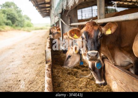 Mucche da latte Jersey che mangiano insilato in una stalla a box Foto Stock