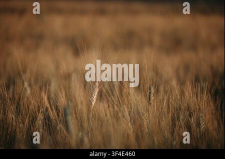 Macro di un singolo spiga di frumento maturo con lunghe glume a fuoco netto contro un campo di frumento dorato sfocato, luce calda e suggestiva dell'estate Foto Stock