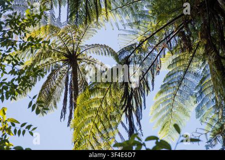 Felci di Mamaku (Cyathea medullaris) contro un cielo blu nell'area di Rotorua, nell'Isola del Nord della nuova Zelanda Foto Stock