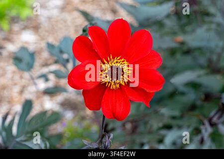 Dahlia Vescovo di Llandaff Foto Stock