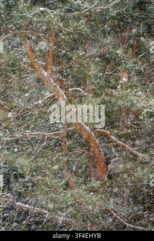 Rami di pino jack e neve, Greater Sudbury, Ontario, Canada Foto Stock