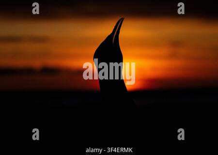 Una silhouette in primo piano di un pinguino reale, Isola Sea Lion, Isole Falkland Foto Stock