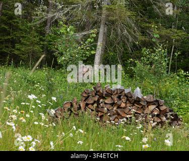 Pila di legna spezzata rustica in un prato. Ontario, Canada Foto Stock