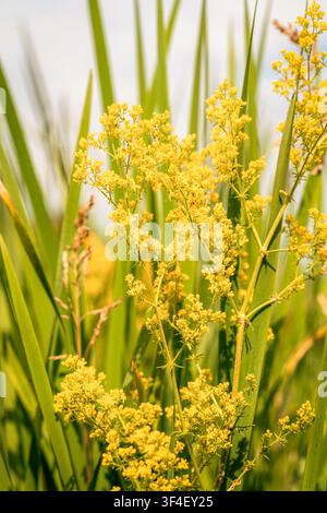 Galio verum, piante con fiori gialli vivaci che crescono selvatiche in un rigoglioso prato verde estivo Foto Stock