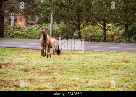 Cavallo marrone si trova vicino all'erba sul ciglio della strada. Osserva con calma, le orecchie attente all'ambiente circostante. Alberi costeggiano la strada dietro, verdi e fitti. La luce del sole filtra t Foto Stock