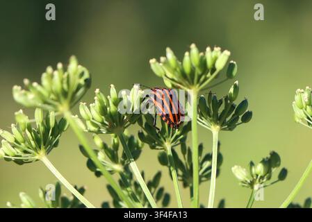 Graphosoma lineatum in riposo su una pianta selvatica Foto Stock