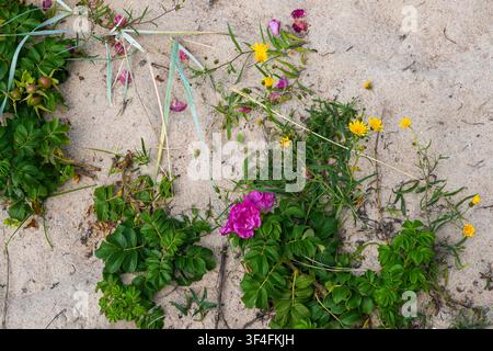 Fiori selvatici costieri e vegetazione delle dune che crescono sulle dune di sabbia del Mar Baltico in Lettonia durante la stagione estiva Foto Stock
