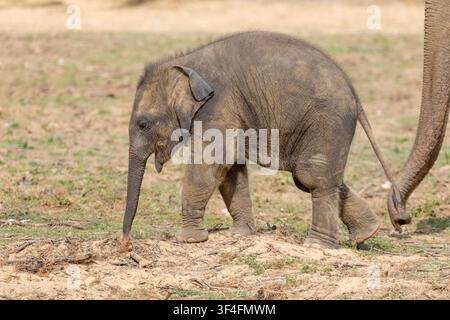 Giovane cucciolo di elefante asiatico che cammina attraverso un paesaggio naturale arido accanto a un elefante adulto. Immagine di fauna selvatica che cattura la differenza di dimensioni, il legame familiare Foto Stock