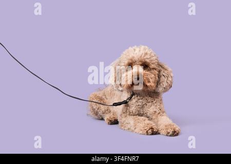 Simpatico cane Cockapoo marrone con un guinzaglio nero sdraiato su uno sfondo viola solido, concetto di cura degli animali domestici e compagnia, il cane sembra calmo e rilassato Foto Stock