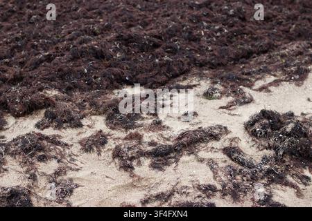 Foto ravvicinata di alghe scure spinte su una spiaggia di sabbia Foto Stock