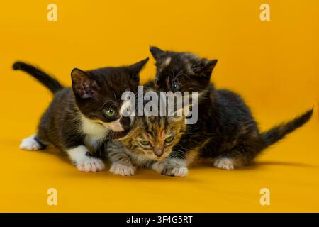 Gattini tortie, tabby e tuxedo che giocano Foto Stock