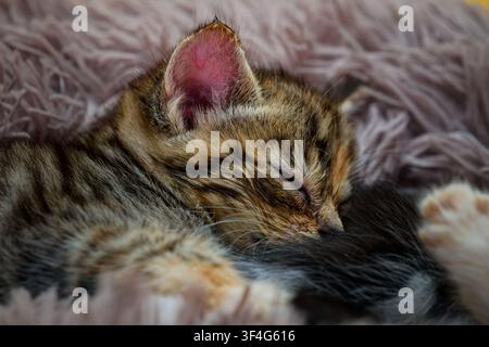 Gattino tigrato addormentato accoccolato in morbide coperte Foto Stock