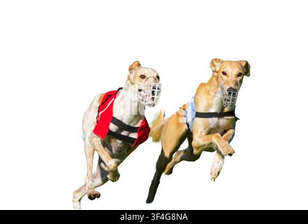 Vista frontale di 2 cani Saluki da corsa su sfondo bianco. Foto Stock