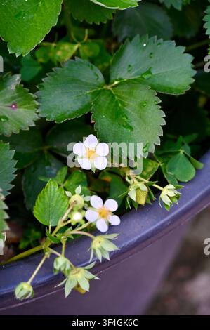 Una fotografia in primo piano di una pianta di fragole rigogliosa che cresce in un vaso. Delicati fiori bianchi con centri gialli sono circondati da foglie verdi rigogliose e giovani bacche verdi non mature che si formano sugli steli. Piccole goccioline d'acqua sono visibili sulle foglie. Rappresentazione visiva perfetta per il giardinaggio domestico, l'orticoltura, la coltura di frutta, la fioritura primaverile, l'agricoltura biologica e i temi della natura. Foto Stock