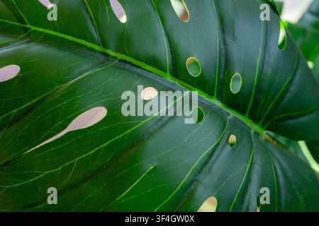 Foglia di Monstera deliciosa che mostra i suoi iconici fori e l'intricato motivo delle venature, rappresentando la perfezione del fogliame esotico e l'estetica botanica lussureggiante i Foto Stock