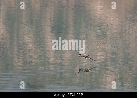 Coppia di anatre volanti sull'acqua con spazio negativo, Beniarres, Spagna Foto Stock