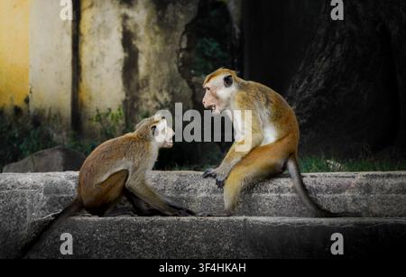 Due scimmie macachi Toque selvatiche (Macaca sinica) che interagiscono strettamente su una struttura a muro di pietra, mostrando gesti facciali espressivi di comunicazione. Foto Stock
