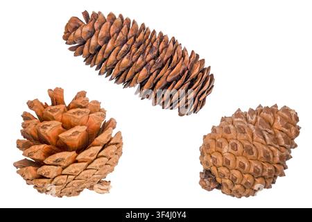 Set di tre diversi coni di pino secchi isolati su sfondo bianco. Foto Stock