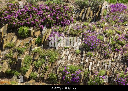 Aubrieta pinardii - Aubrietia o Crespino roccioso viola e Aethionema 'Warley Rose' - Crespino roccioso in primavera, Giardino alpino, Giardino botanico di Montreal, Queb Foto Stock