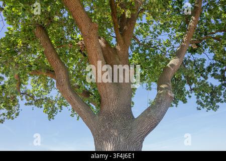 Un grande albero si erge in alto con rami spessi che si allargano ampiamente. La scena mostra un cielo blu chiaro e una luce solare brillante. È una veduta esterna in un ambiente naturale Foto Stock