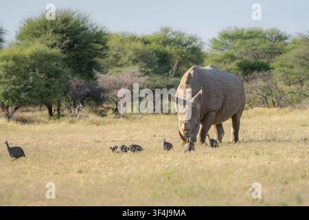 Rinoceronte bianco (Ceratotherium simum) ritratto di un maschio che pascola nella boscaglia africana. Vista a tutto corpo. Botswana, Africa Foto Stock