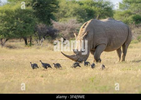 Rinoceronte bianco (Ceratotherium simum) ritratto di un maschio che pascola nella boscaglia africana. Vista a tutto corpo. Botswana, Africa Foto Stock