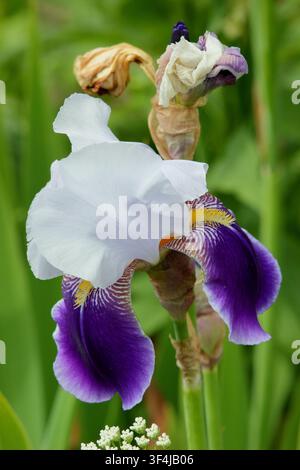 Fiori viola e bianchi profondi di Iris Braithwaite di questa iris barbuta alta in una bordura di giardino inglese. Regno Unito Foto Stock