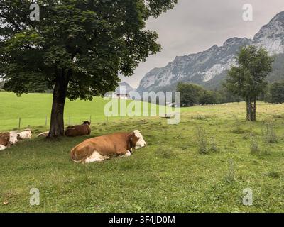 Mucche che pascolano liberamente su un pascolo alpino delle Alpi di Berchtesgaden, Bavaria Foto Stock