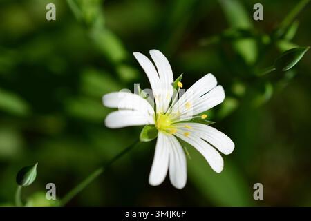Fiore di Stellaria holostea bianco tra il fogliame verde Foto Stock