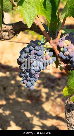 Vigneto mediterraneo con grappoli d'uva maturi prima della vendemmia Foto Stock