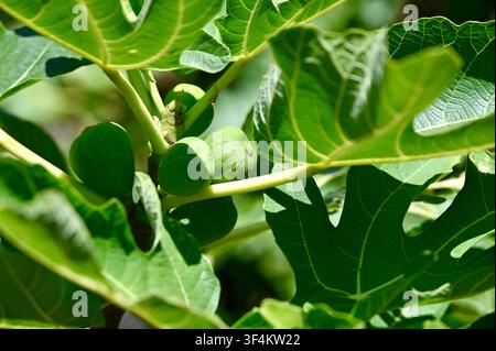 una vista ravvicinata di fichi che crescono su un albero in un ambiente naturale e sereno all'aperto, circondati da foglie verdi e giallastre rigogliose e rami marroni, fotografia alimentare e botanica. Foto Stock