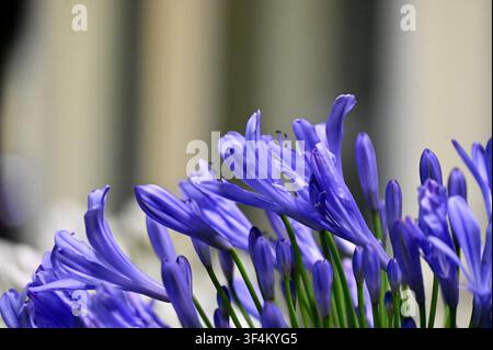 Fiori di agapanto blu in fiore, in un ambiente naturale all'aperto, con fiori di agapanto, foglie verdi, visti da una prospettiva di primo piano, con accenti blu e verdi, e un'atmosfera serena e naturale. Foto Stock
