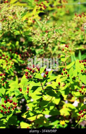 Immagine ad alta risoluzione in primo piano di bacche rosse di Hypericum che crescono tra foglie verdi fresche alla luce naturale brillante, mostrando frutti estivi colorati. Foto Stock