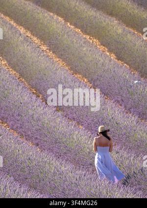 Donna in abito lilla fluente con il volto oscurato, in piedi tra file di fiori di lavanda in un campo di lavanda a Valensole, Provenza, Francia. Foto Stock