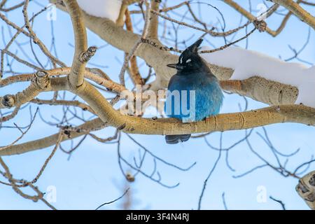 Uno Steller’s Jay, l'unico geai con cresta trovato a ovest delle Montagne Rocciose, è appollaiato su un ramo nel Parco Nazionale delle Montagne Rocciose in Colorado. Foto Stock