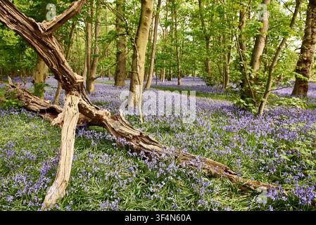 Tappeto fitto di giacinti blu nativi (Hyacinthoides non-scripta) che si estende su un antico suolo boschivo accanto a un tronco d'albero caduto morto a sp Foto Stock