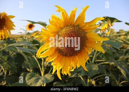Primo piano di un girasole giallo brillante in fiore su un campo agricolo sotto una luce solare chiara Foto Stock