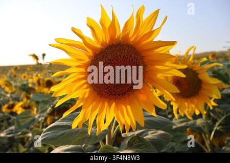 Primo piano di una testa di girasole gialla brillante in piena fioritura che cresce in un campo agricolo durante l'ora dorata di una giornata soleggiata Foto Stock