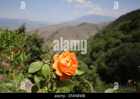 Primo piano di una rosa arancione vivace in fiore in primo piano con una valle montana e pendici boschive sfocate sullo sfondo in una giornata di sole Foto Stock