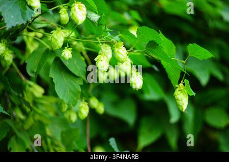 Prima vista di coni di luppolo verde che crescono su una vite con frondosi fogliame alla luce naturale soffusa Foto Stock