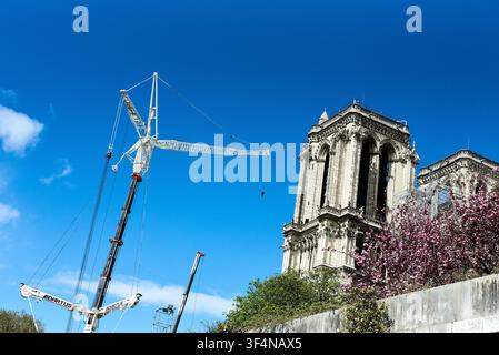 Una gru di costruzione accanto alla torre sud della cattedrale di Notre-Dame a Parigi, incorniciata da fiori di ciliegio rosa primaverili durante i lavori di costruzione Foto Stock