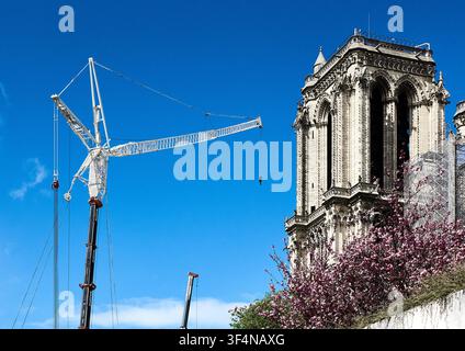 Una gru di costruzione accanto alla torre sud della cattedrale di Notre-Dame a Parigi, incorniciata da fiori di ciliegio rosa primaverili durante i lavori di costruzione Foto Stock