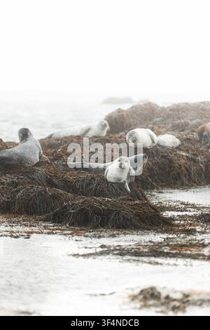 Gruppo di foche del Nord Atlantico che riposa su rocce ricoperte di alghe nella pioggerella nebbiosa lungo la costa frastagliata dell'Islanda Foto Stock