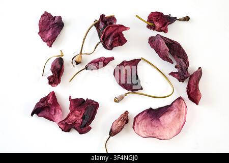 Petali viola essiccati e capsule di semi su sfondo bianco Foto Stock
