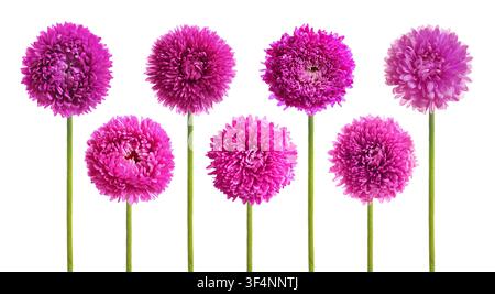 Bellissimi fiori color magenta isolati su bianco, set Foto Stock