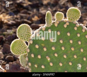 Prima piano di piccole pale che crescono su un fico d'India dalle orecchie di coniglio all'inizio della primavera, illuminato di controluce nel deserto secco del sud dell'Arizona. Foto Stock